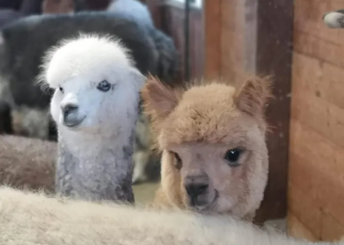 B&B Canossalpaca