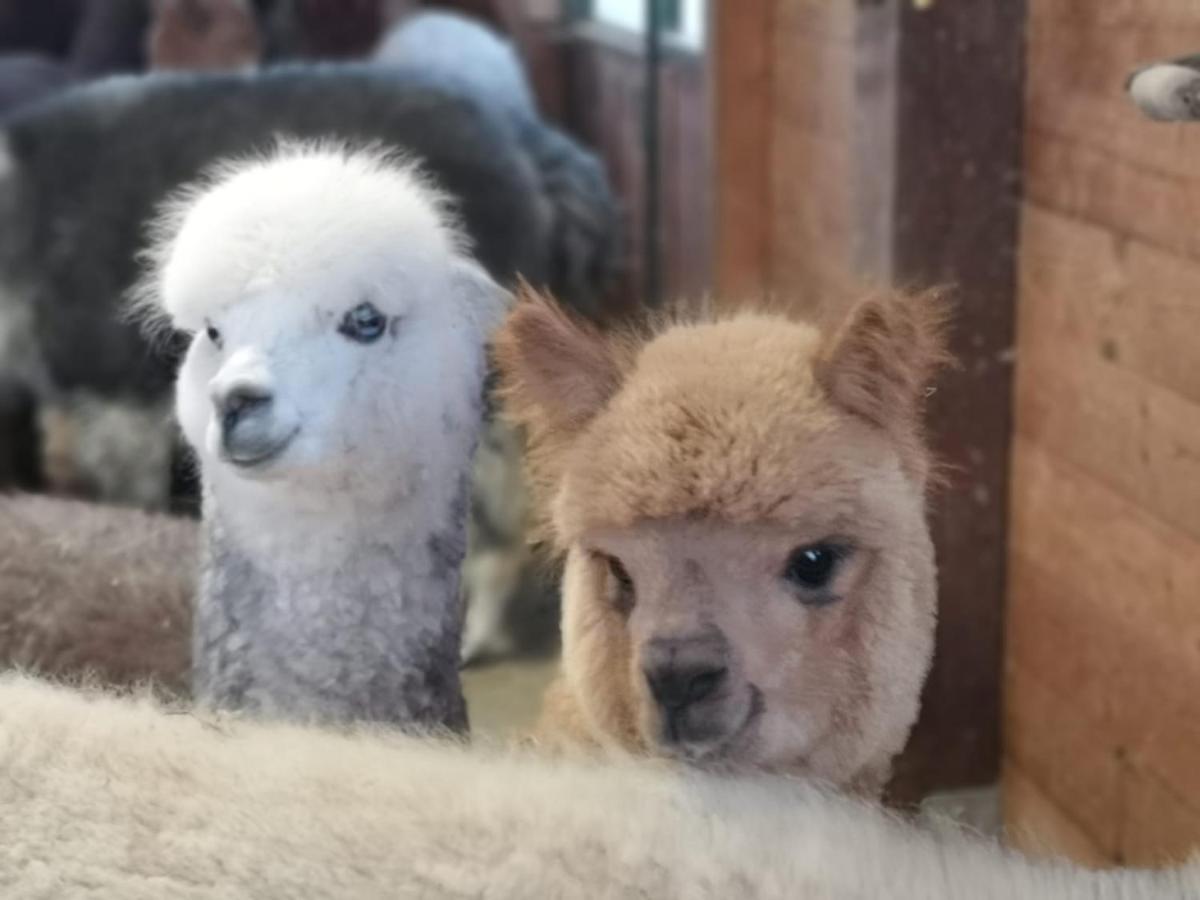 Bed & Breakfast Canossalpaca *